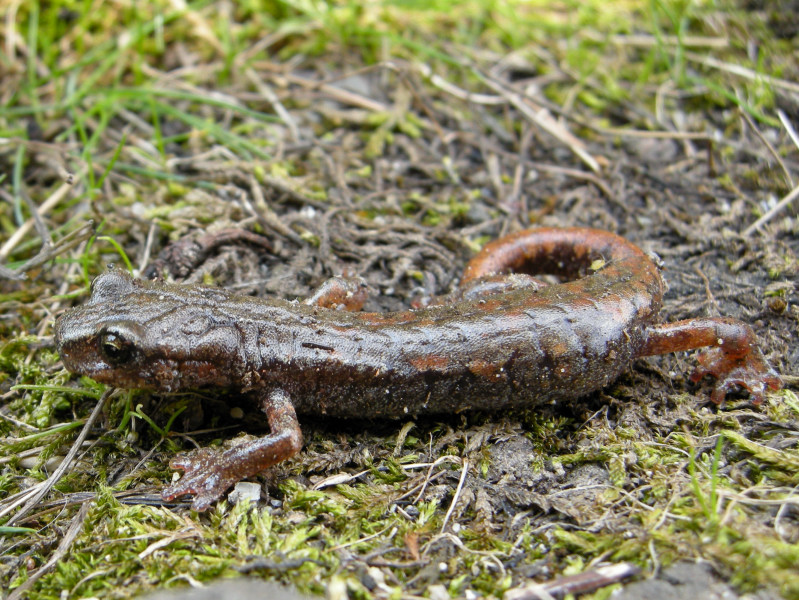 Info su Anfibio (Geotritone, Hydromantes italicus)